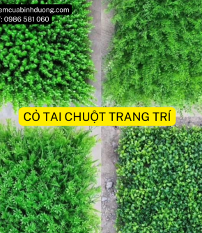 Cỏ Tai Chuột