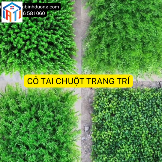 Cỏ Tai Chuột